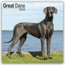 Great Dane Dänische Dogge 16-Monats 2024