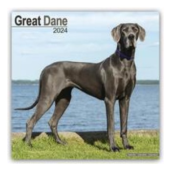 Great Dane Dänische Dogge 16-Monats 2024