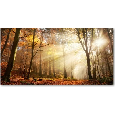 Foto obraz sklo tvrzené Hmla v lese 100x50 cm