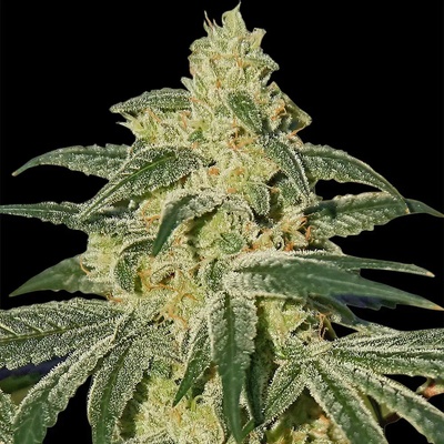 Barney´s Farm Afghan Hash Plant regular semienka neobsahujú THC 10 ks