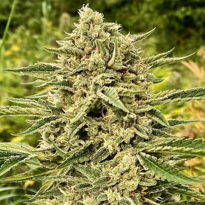 Atlas Seed Blue Dream Auto semienka neobsahujú THC 5 ks