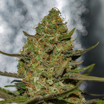 Vision Seeds Forbidden Fruit x Spritzer Semená neobsahujú THC 3 ks