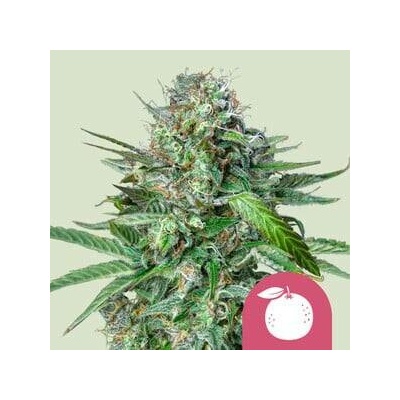 Royal Queen Seeds Tangie semena neobsahují THC 10 ks