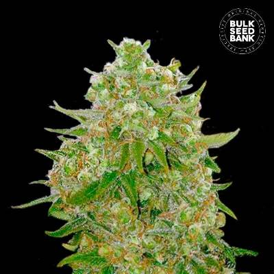 Bulk Seed Bank Master Kush Grand semena neobsahují THC 10 ks