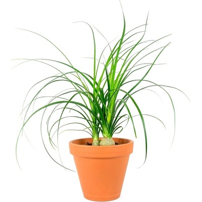 Gardners Nolina, průměr 6 cm Nolina, Sloní noha, Bokarnea – Hledejceny.cz