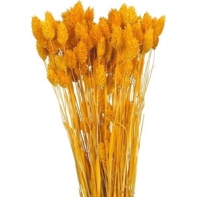 Sušený phalaris oranžový 80 g