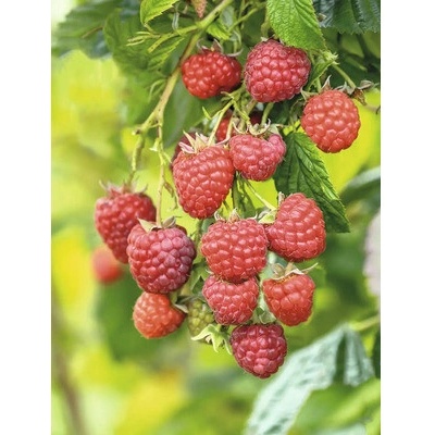 Malina letná BIO FloraSelf Bio Rubus idaeus 'Willamette' výška cca 30 cm kvetináč 2 l