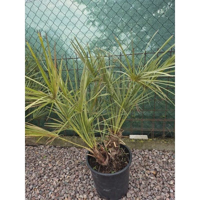Žumara nízká - Chamareops Humilis 15l