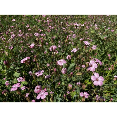 Austrosaat Letničková směs FUCHSIA 50 g