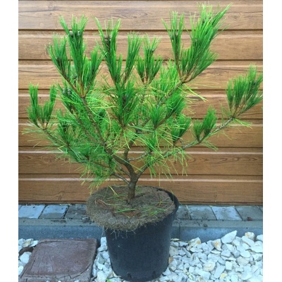Borovica hustokvetá (Pinus densiflora ‘Umbraculifera’) veľkosť 60-80cm
