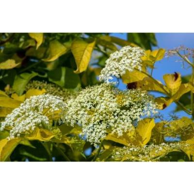 Baza čierna (Sambucus Nigra) ´GOLDEN TOWER´® - výška 20-30 cm, kont. C2L