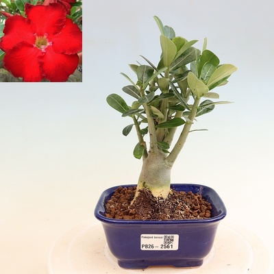 e-bonsai Pokojová bonsai - Adenium obesum Red Star - Pouštní růže