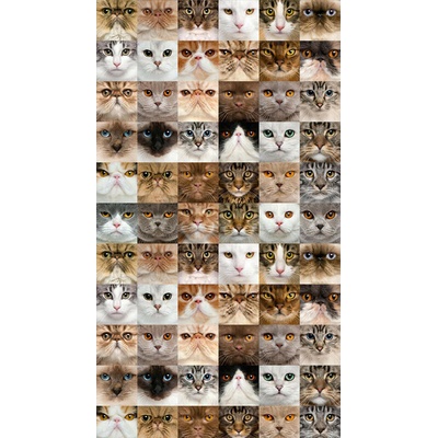 Fotozáclony kočky 140x245cm FCS L 7567