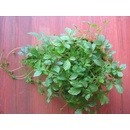 Semínka ženšenu - Gynostemma pentaphyllum - Ženšen pětilistý - Jiaogulan - prodej semen - 7 ks