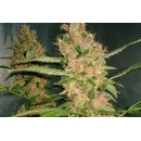 Barney's Farm Laughing Buddha semena neobsahují THC 5 ks