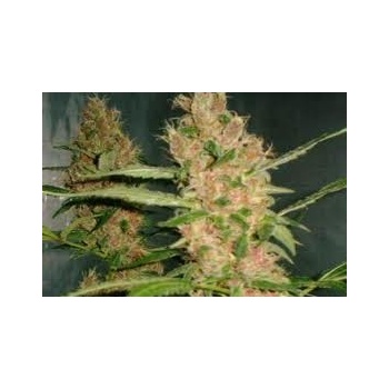 Barney's Farm Laughing Buddha semena neobsahují THC 5 ks