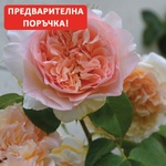 Delbard® Катерлива Роза Papi Delbard®