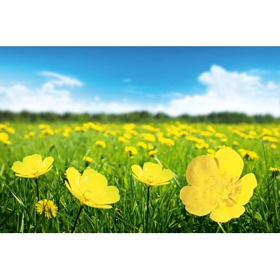 DIMEX ART Флизелинов фототапет слънчев ден 375 x 250 см