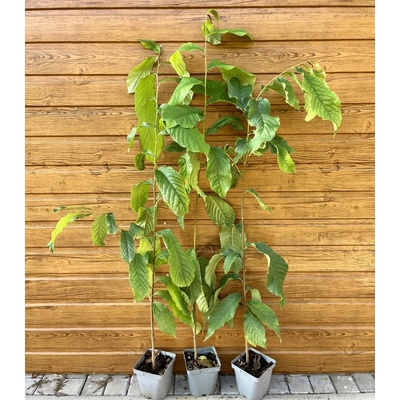 Asimina trojlaločná (Asimina triloba) veľkosť 100-150cm