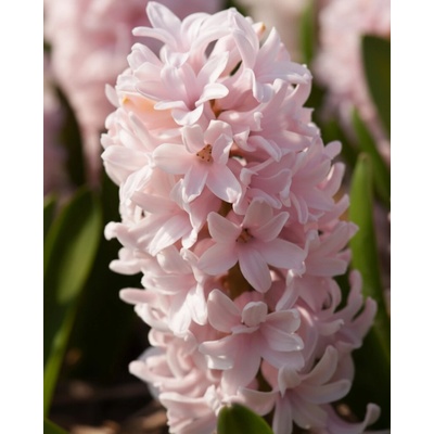 Hyacint 'China pink' 3 ks