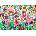 Enjoy - Puzzle Blooming Wilderness - 1 000 piese