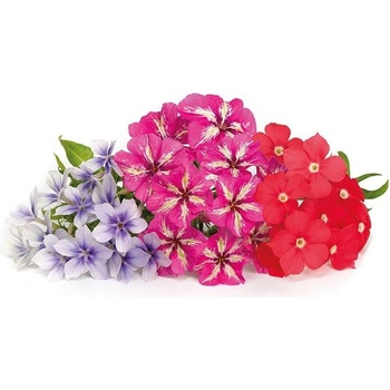 Veritable Вложка за семена Lingot ядливи цветя флокс (VLIN-F5-Phl04C)