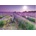 Educa - Puzzle Bike in a Lavender Field - 1 000 piese