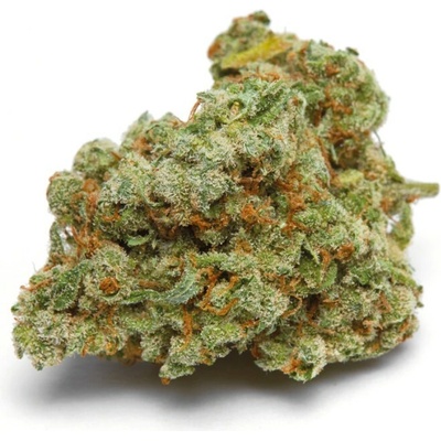 Growers Choice Banana Sherbet Double XL AUTO semena neobsahují THC 5 ks