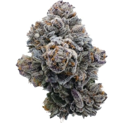 Growers Choice Pink Glitterbomb semena neobsahují THC 5 ks