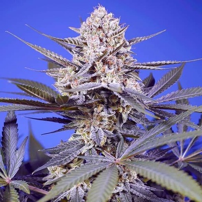 Sweet Seeds Pineapple Slush XL Auto semena neobsahují THC 3 ks