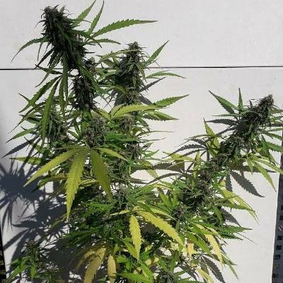 Ace Seeds New Caledonia II semena neobsahují THC 5 ks