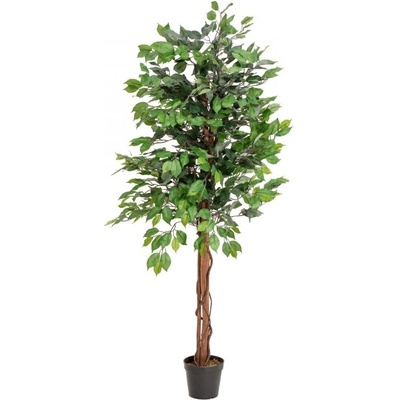 Fikus-Benjamin Multi-kmen, 150 cm