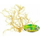 Lucky Reptile Desert Bush vybělené 15-20 cm