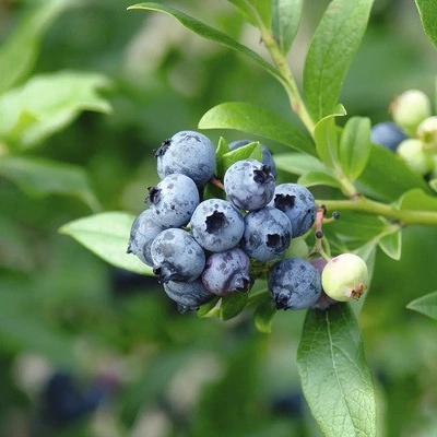 Borůvka BIO FloraSelf Bio Vaccinium corymbosum 'Brigitta Blue'' výška cca 30 cm květináč 2 l velmi velké bobule