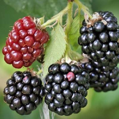 Černica nepichľavá - beztŕňová (Rubus fruticosus) ´BLACK SATIN´ - skorá, výška 20-40 cm, kont.C2L