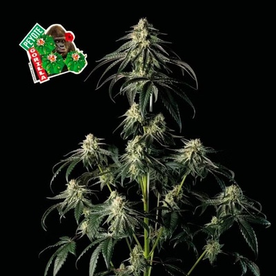 SEEDSMAN Peyote Gorilla semienka neobsahujú THC 5 ks