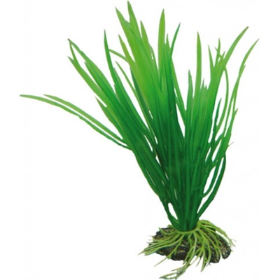 Hobby Cyperus 16 cm