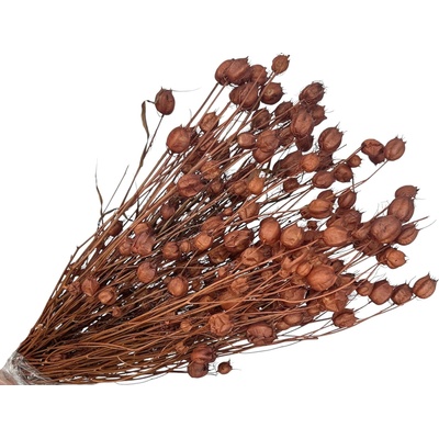 Sušené kvety Černuška - Nigella damascena 100g - hnedá