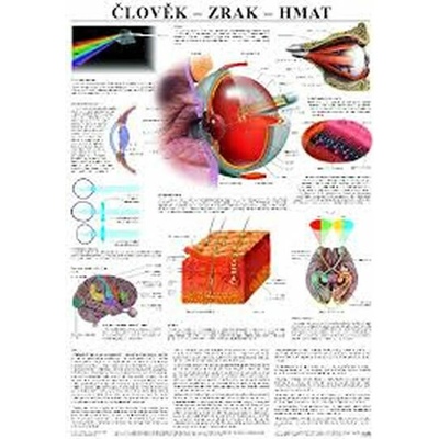 Plakát - Člověk - Zrak, hmat