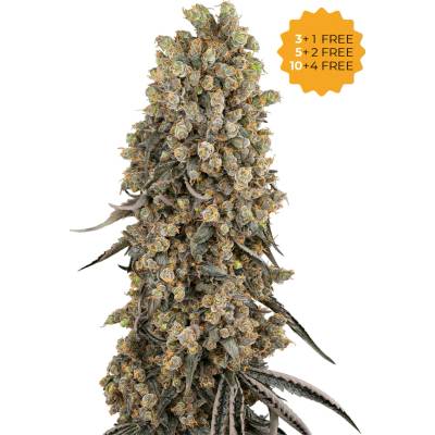 Sensi Seeds Atomic Blue Dream semena neobsahují THC 3 ks