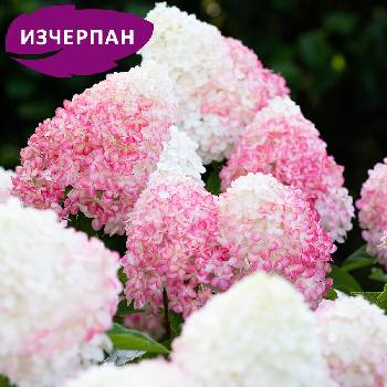 Living Creations® Pink & Rose® - Хортензия паникулата