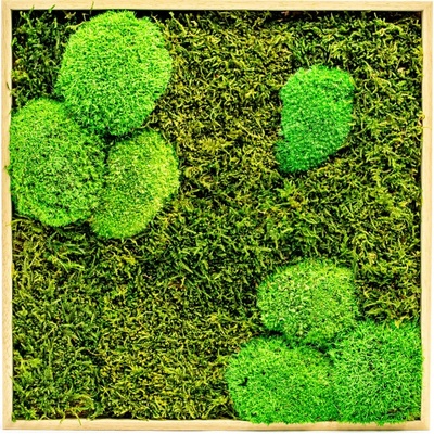 Gardners Mechový obraz 50x50 cm kombinovaný mech kopečkový s plochým, přírodní