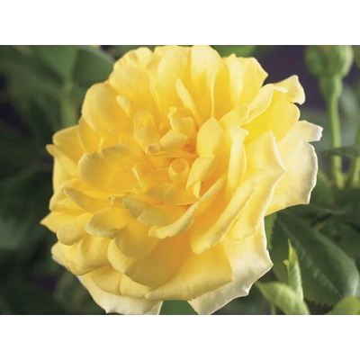 Ruža popínavá Golden Climber, výška 50-60 cm, kvetináč 17 cm