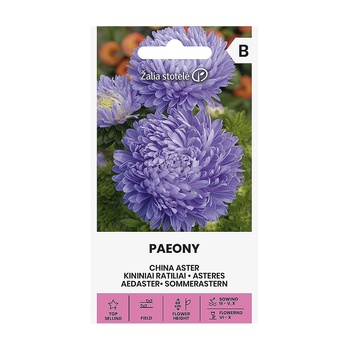 Seklos Астри Паеони Виолет Callistephus chinensis L Paeony