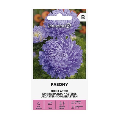 Seklos Астри Паеони Виолет Callistephus chinensis L Paeony