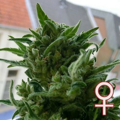 KC Brains Seeds K.C. 33 semena neobsahují THC 5 ks