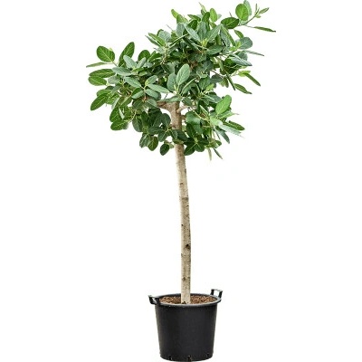 Ficus benghalensis Audrey 45x225 cm
