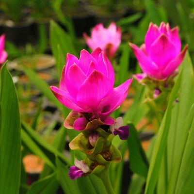Kurkuma růžová Curcuma alismatifolia hlízy kurkumy 1 ks