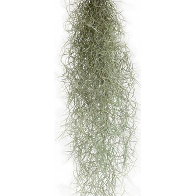 Tilandsie provazovkovitá, Tillandsia usneoides, závěs 80 - 100 cm dlouhý