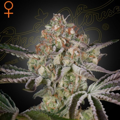 Green House Seed Great White Shark semienka neobsahujú THC 10 ks